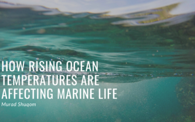 How Rising Ocean Temperatures Are Affecting Marine Life