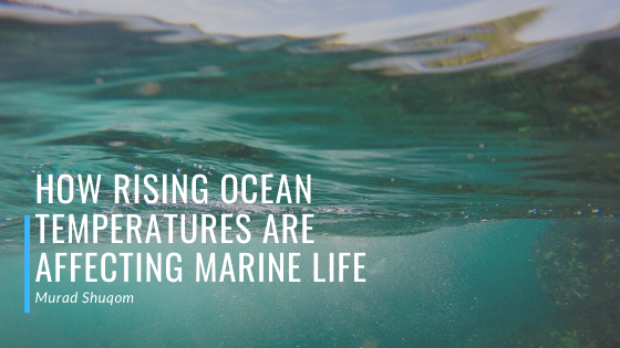 How Rising Ocean Temperatures Are Affecting Marine Life