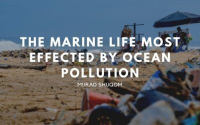 The Marine Life Most Effected By Ocean Pollution