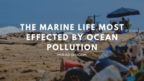 The Marine Life Most Effected By Ocean Pollution