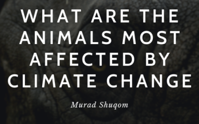 What Are The Animals Most Affected By Climate Change