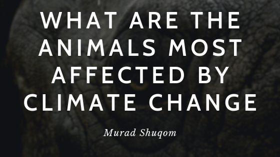 What Are The Animals Most Affected By Climate Change