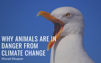 Why Animals Are In Danger from Climate Change
